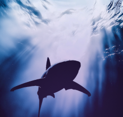 iTPROTECT – официальный партнер CISO Forum 2026 – представит концепцию защиты от APT-атак